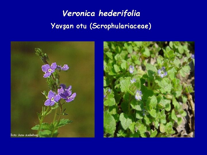 Veronica hederifolia Yavşan otu (Scrophulariaceae) 