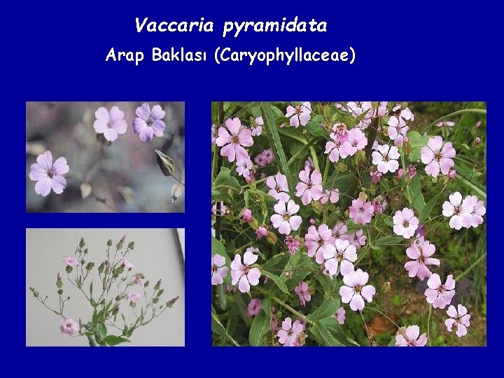 Vaccaria pyramidata Arap Baklası (Caryophyllaceae) 
