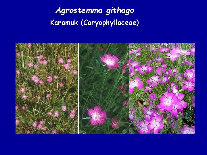 Agrostemma githago Karamuk (Caryophyllaceae) 