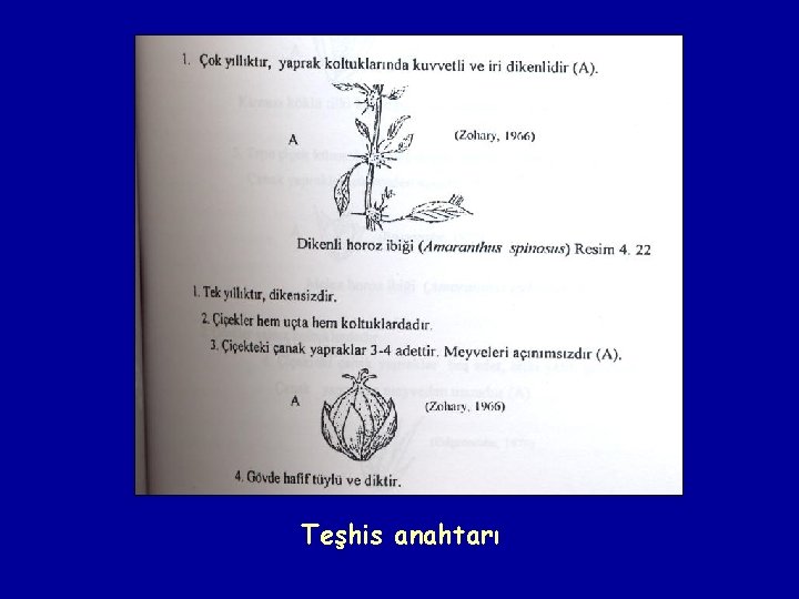 Teşhis anahtarı 