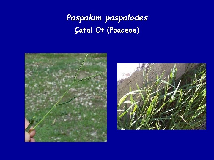Paspalum paspalodes Çatal Ot (Poaceae) 