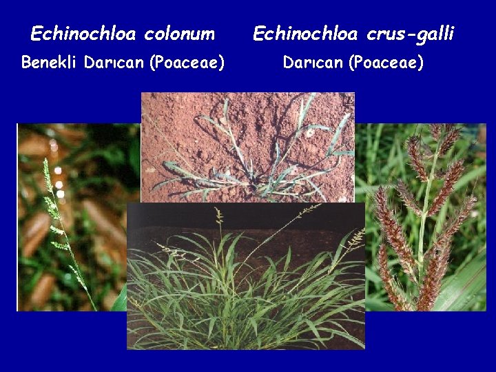 Echinochloa colonum Echinochloa crus-galli Benekli Darıcan (Poaceae) 