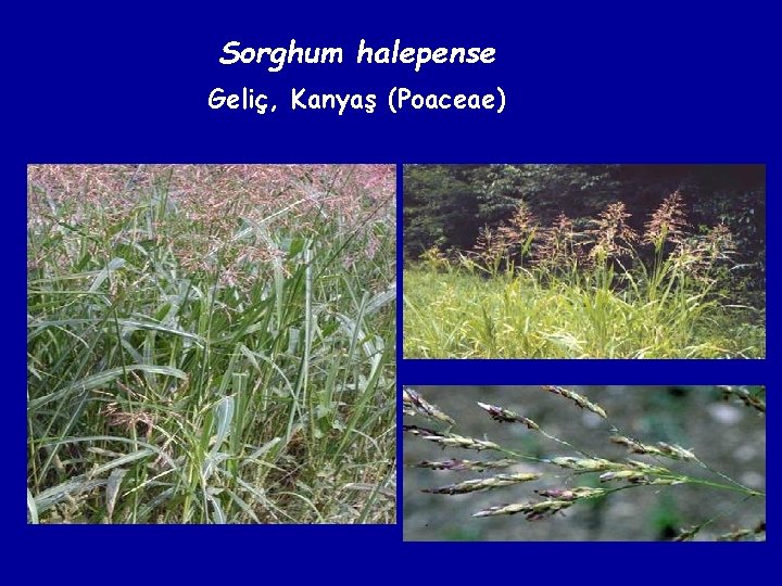 Sorghum halepense Geliç, Kanyaş (Poaceae) 