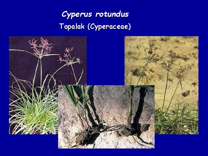 Cyperus rotundus Topalak (Cyperaceae) 