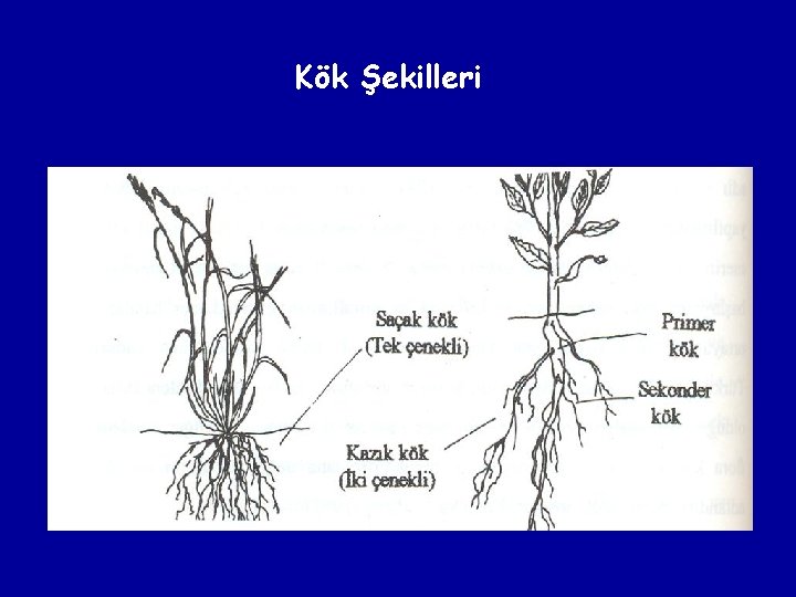 Kök Şekilleri 