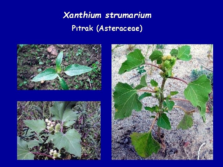 Xanthium strumarium Pıtrak (Asteraceae) 
