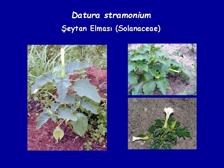 Datura stramonium Şeytan Elması (Solanaceae) 