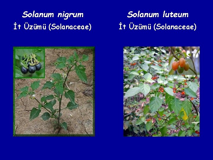 Solanum nigrum Solanum luteum İt Üzümü (Solanaceae) 