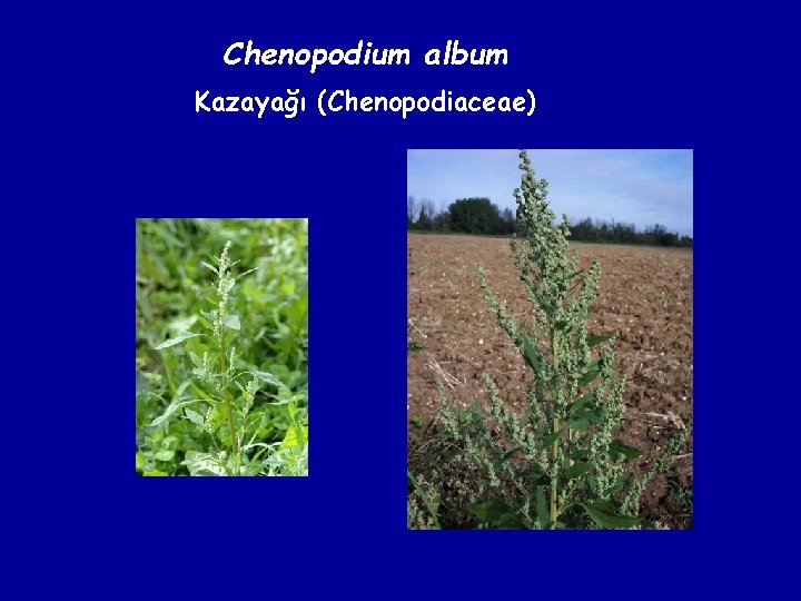Chenopodium album Kazayağı (Chenopodiaceae) 