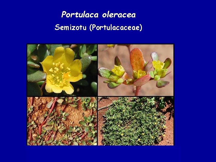 Portulaca oleracea Semizotu (Portulacaceae) 