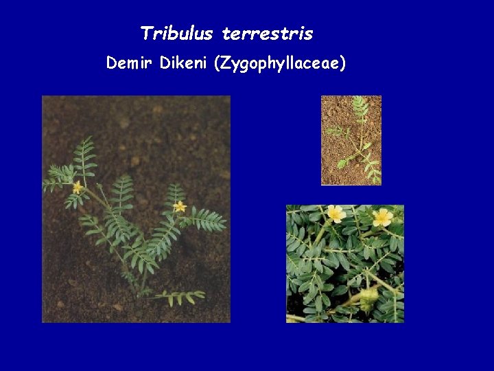 Tribulus terrestris Demir Dikeni (Zygophyllaceae) 