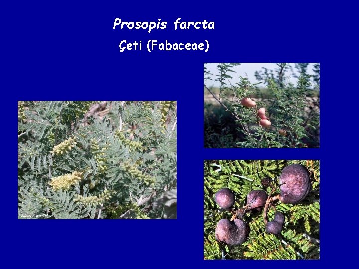 Prosopis farcta Çeti (Fabaceae) 