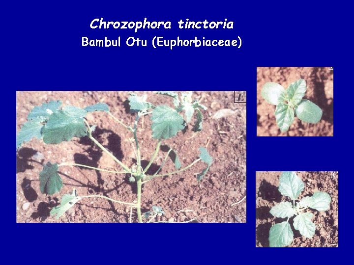 Chrozophora tinctoria Bambul Otu (Euphorbiaceae) 