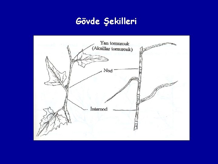 Gövde Şekilleri 