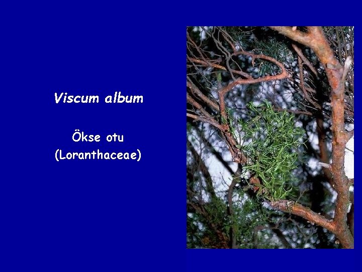 Viscum album Ökse otu (Loranthaceae) 