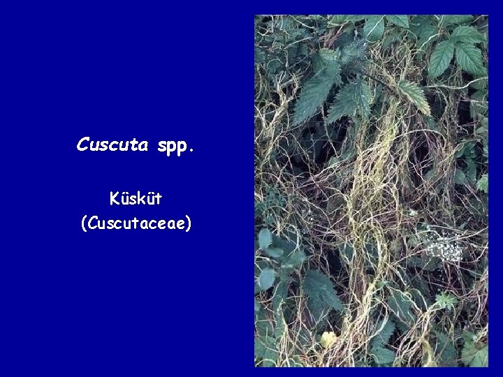 Cuscuta spp. Küsküt (Cuscutaceae) 