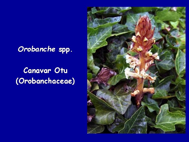 Orobanche spp. Canavar Otu (Orobanchaceae) 