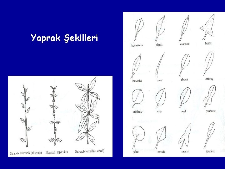 Yaprak Şekilleri 