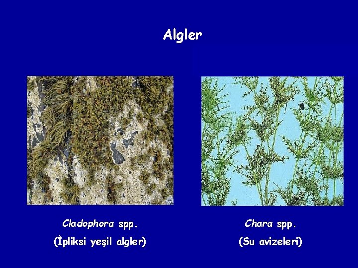 Algler Cladophora spp. Chara spp. (İpliksi yeşil algler) (Su avizeleri) 
