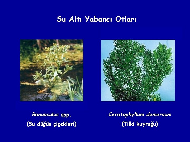 Su Altı Yabancı Otları Ranunculus spp. Ceratophyllum demersum (Su düğün çiçekleri) (Tilki kuyruğu) 