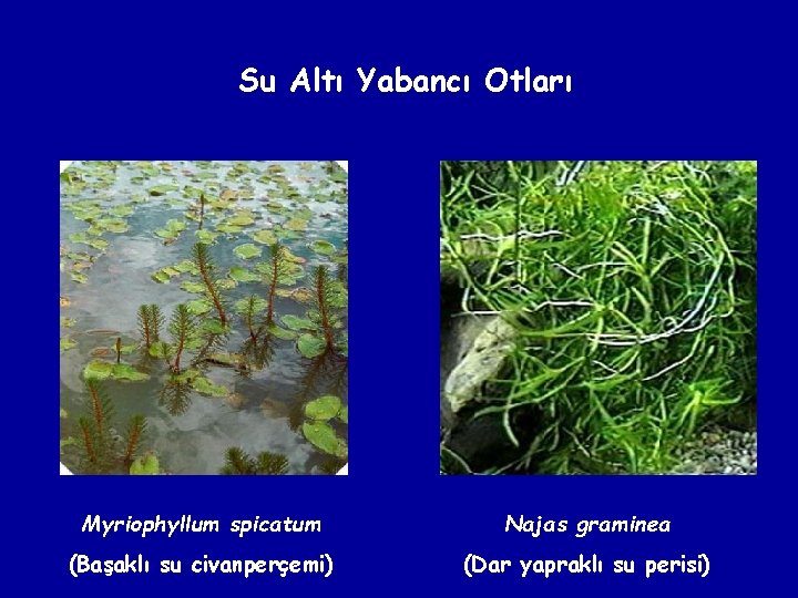 Su Altı Yabancı Otları Myriophyllum spicatum Najas graminea (Başaklı su civanperçemi) (Dar yapraklı su
