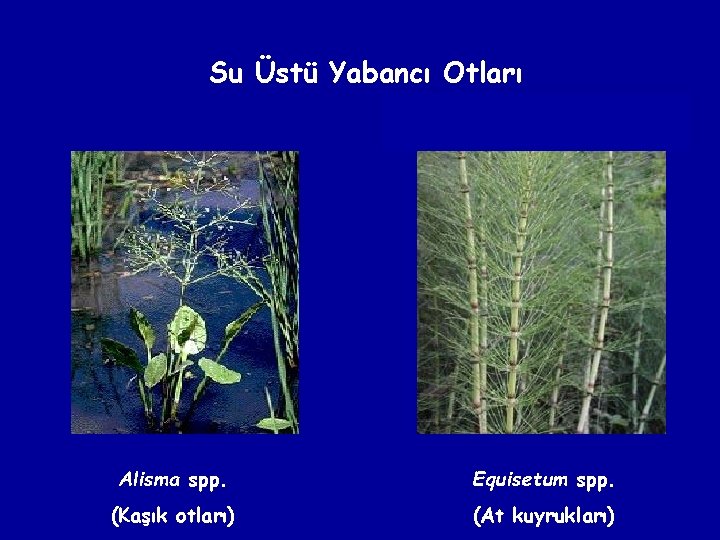 Su Üstü Yabancı Otları Alisma spp. Equisetum spp. (Kaşık otları) (At kuyrukları) 