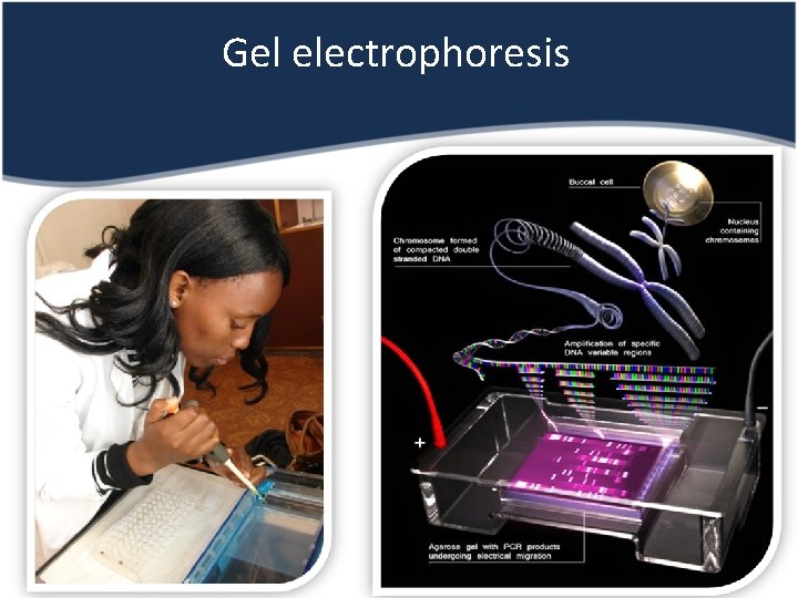 Gel electrophoresis 