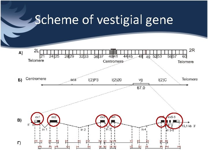 Scheme of vestigial gene 