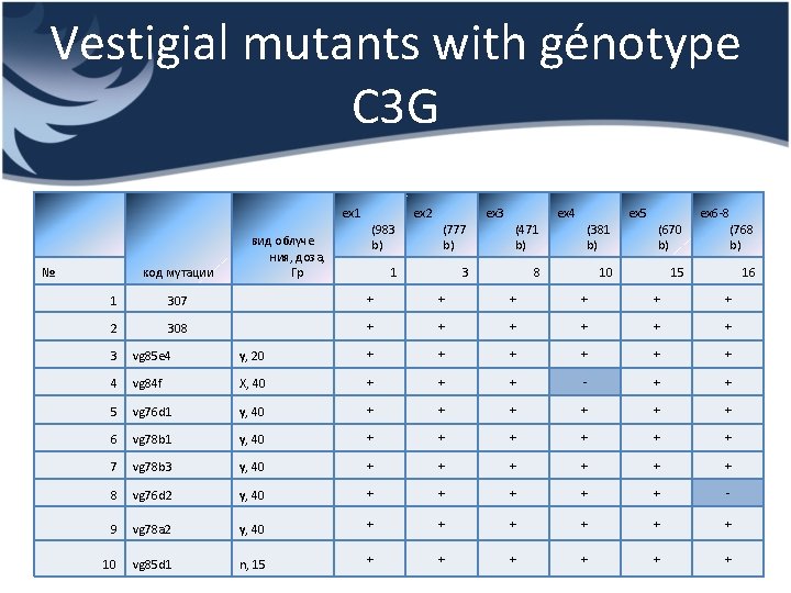 Vestigial mutants with génotype C 3 G ex 1 № код мутации вид облуче