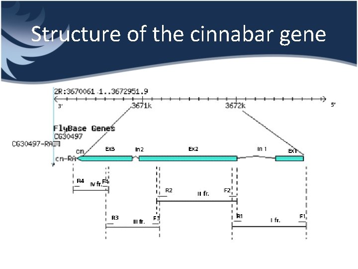 Structure of the cinnabar gene 