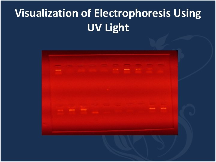 Visualization of Electrophoresis Using UV Light 