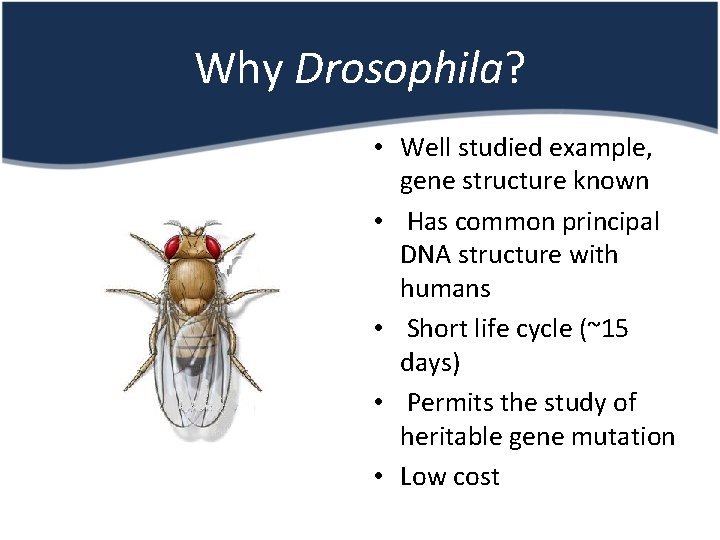 Why Drosophila? • Well studied example, gene structure known • Has common principal DNA