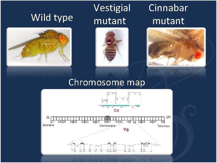 Wild type Vestigial mutant Chromosome map Cinnabar mutant 