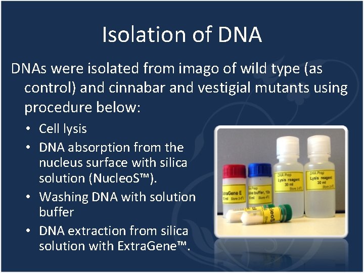 Isolation of DNAs were isolated from imago of wild type (as control) and cinnabar