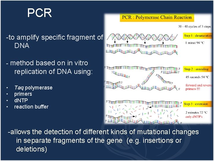 PCR -to amplify specific fragment of DNA - method based on in vitro replication