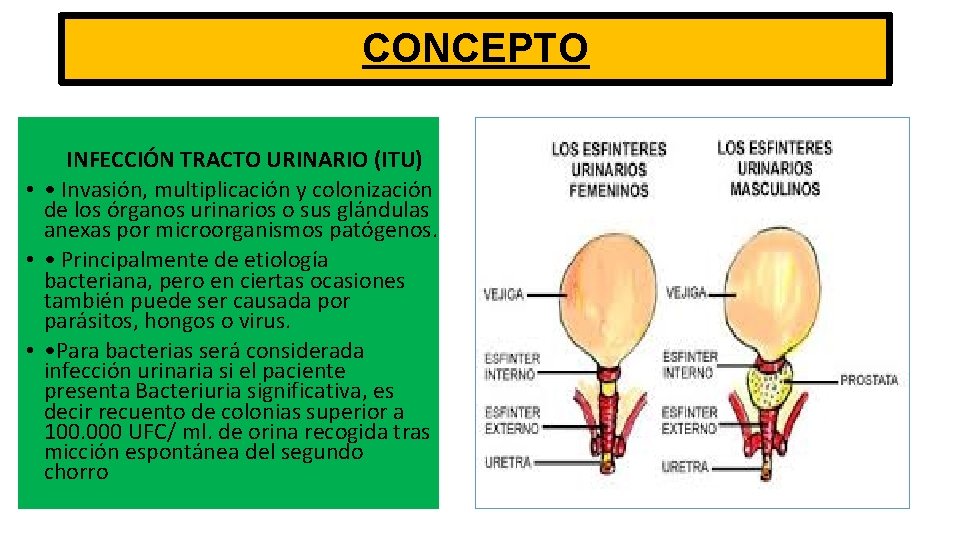 CONCEPTO INFECCIÓN TRACTO URINARIO (ITU) • • Invasión, multiplicación y colonización de los órganos