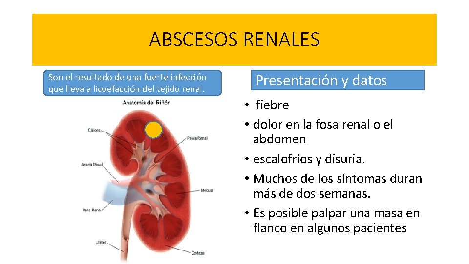 ABSCESOS RENALES Son el resultado de una fuerte infección que lleva a licuefacción del