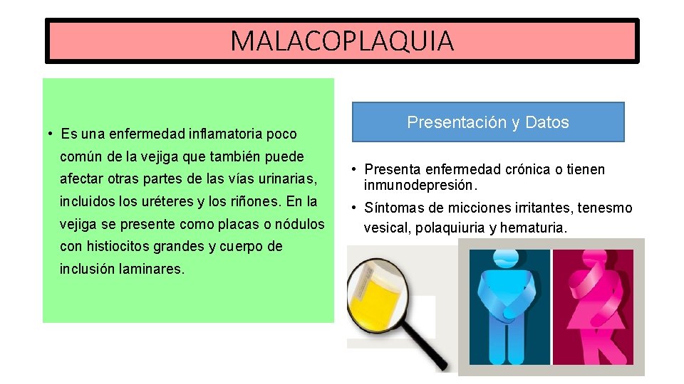 MALACOPLAQUIA Presentación y Datos • Es una enfermedad inflamatoria poco común de la vejiga