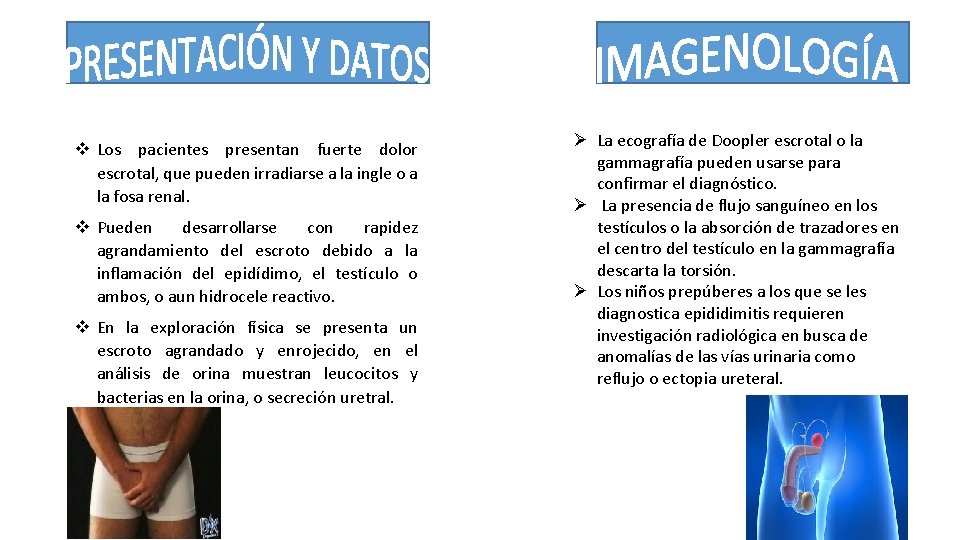 v Los pacientes presentan fuerte dolor escrotal, que pueden irradiarse a la ingle o