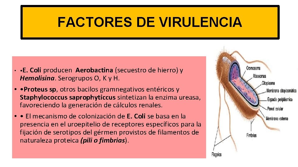 FACTORES DE VIRULENCIA • • E. Coli producen Aerobactina (secuestro de hierro) y Hemolisina.