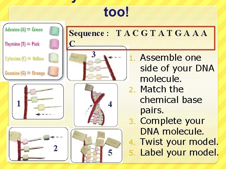 Have your DNA and eat it too! 1 2 Sequence : T A C