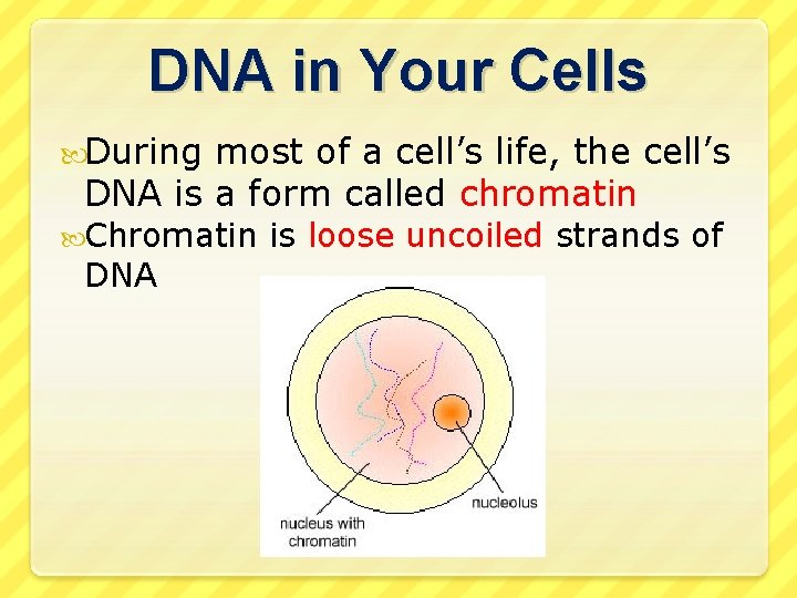 DNA in Your Cells During most of a cell’s life, the cell’s DNA is