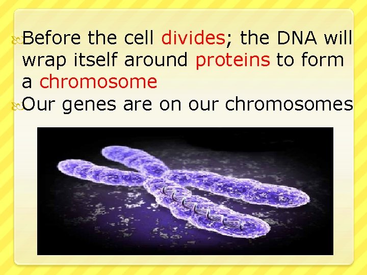  Before the cell divides; the DNA will wrap itself around proteins to form