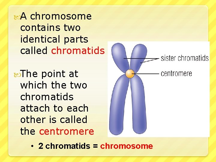  A chromosome contains two identical parts called chromatids The point at which the