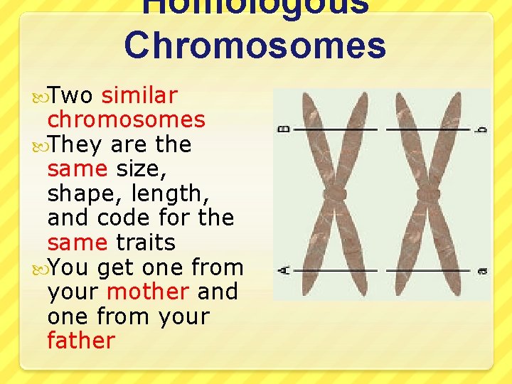 Homologous Chromosomes Two similar chromosomes They are the same size, shape, length, and code