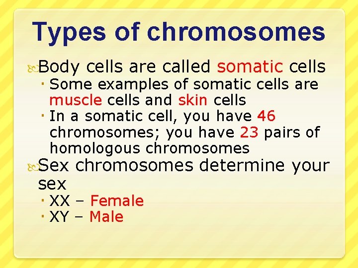 Types of chromosomes Body cells are called somatic cells Some examples of somatic cells