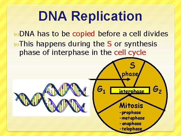 DNA Replication DNA has to be copied before a cell divides This happens during