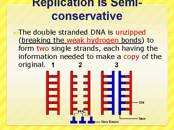 Replication is Semiconservative The double stranded DNA is unzipped (breaking the weak hydrogen bonds)