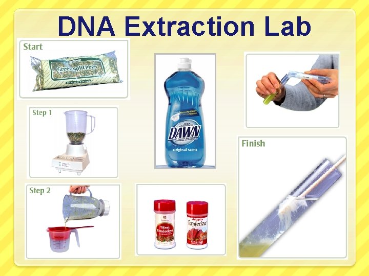 DNA Extraction Lab 