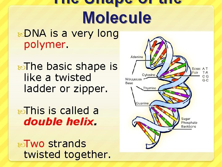  DNA The Shape of the Molecule is a very long polymer. The basic